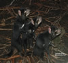 Tasman devils Conservation Park
